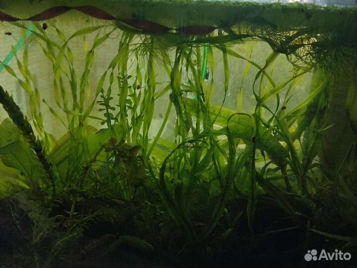 Растения для аквариума