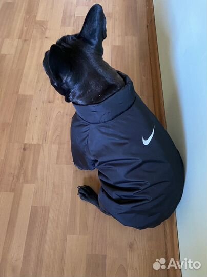 Собачья одежда