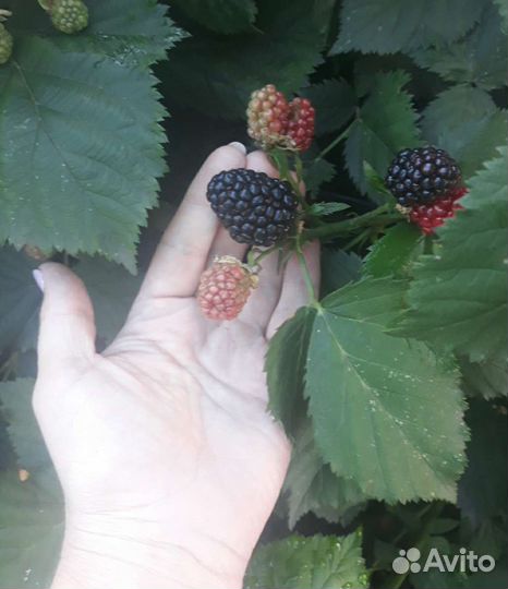 Саженцы ежевики