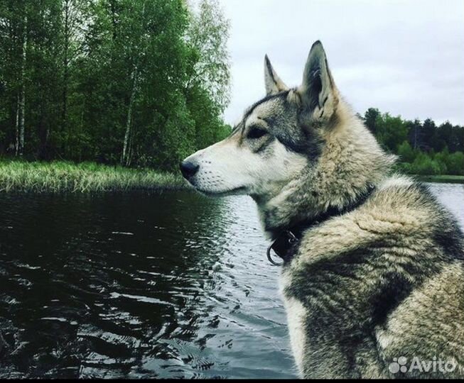 Щенки в добрые руки