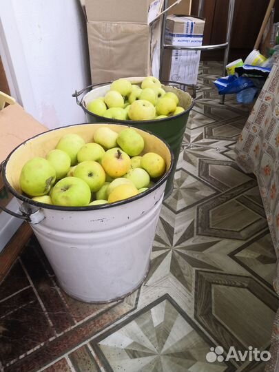 Яблоки феникс для заготовок