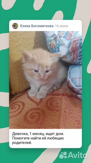 Котята бесплатно