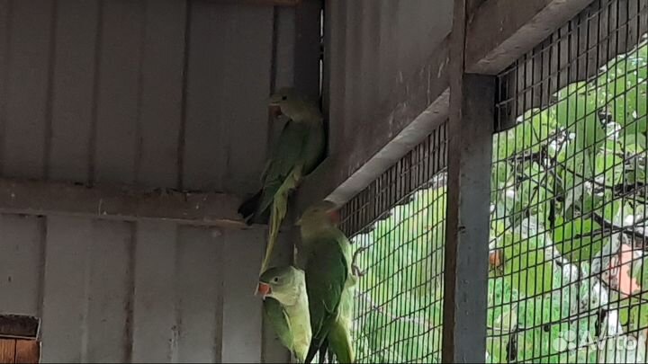 Ожереловый попугай