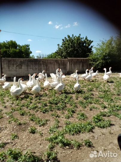Продаю гусей