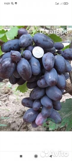 Саженцы винограда