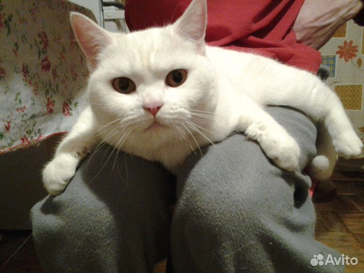 Отдам кошку в добрые руки