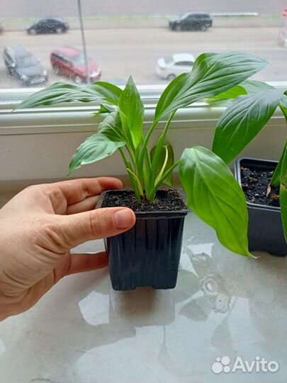 Спатифиллум