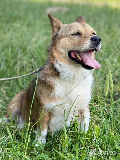 Метис корги в дар