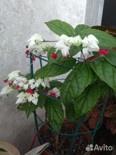 Клеродендрум томпсона