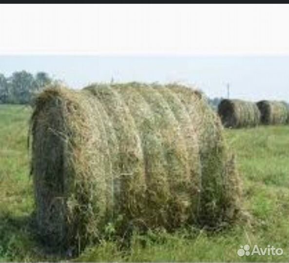 Продам сено в рулонах