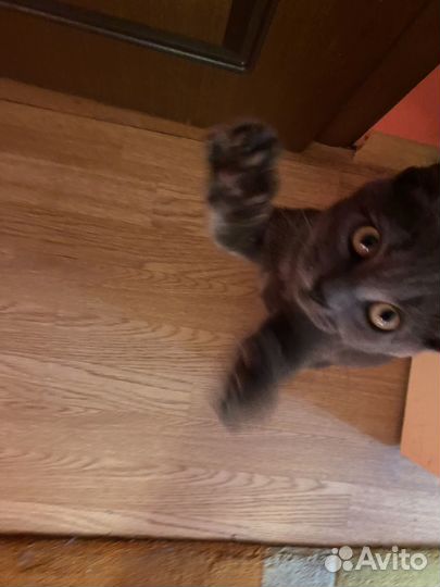 Котенок мальчик