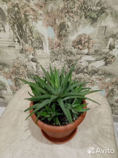 Комнатные цветы