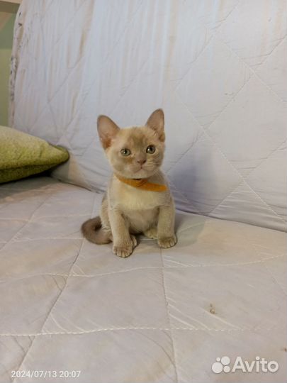 Котята европейской бурмы