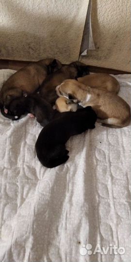 Собака в добрые руки отдам бесплатно