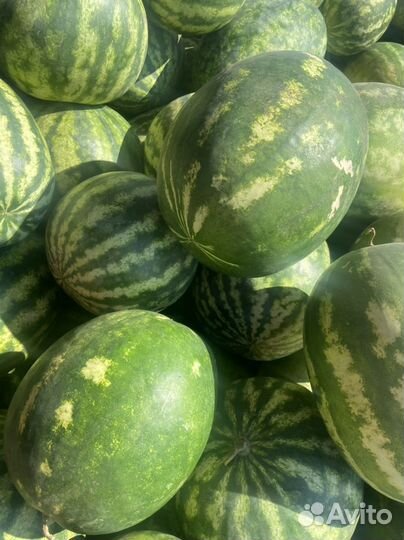 Арбуз оптом