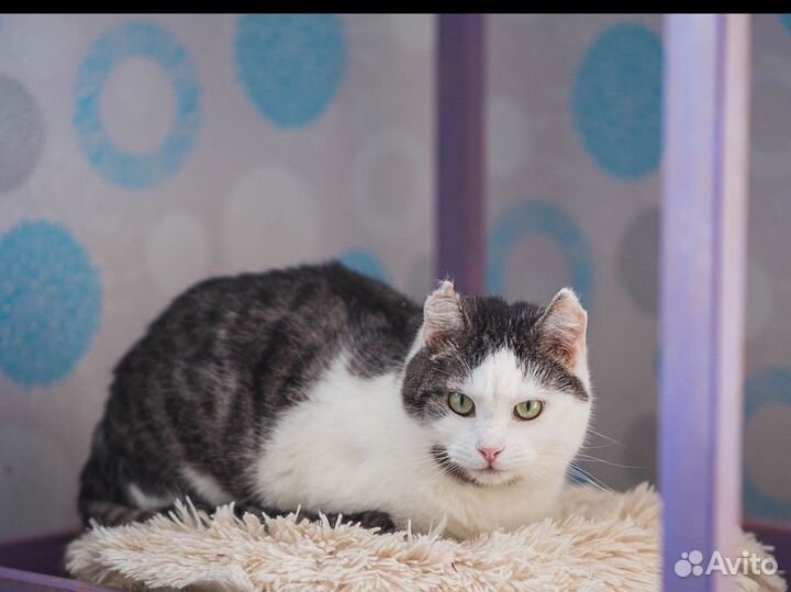 Кот Эльфик в дар