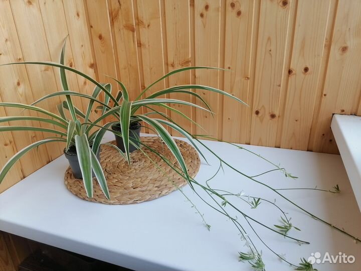 Хлорофитум