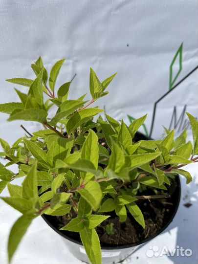 Гортензия Fantom