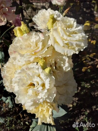 Рассада цветов эустома