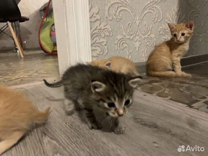 Котята в добрые руки