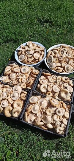 Груздь бахромистый сухого(холодного) посола