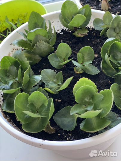 Каланхоэ цветущий