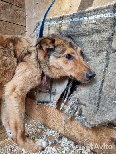 Добрый Лобзик - изгой в приюте