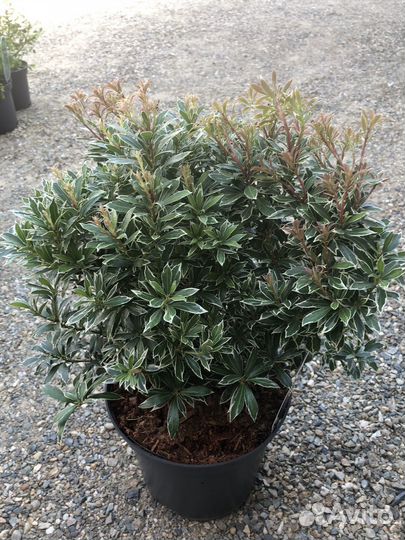 Пиерис магнолии и т.д