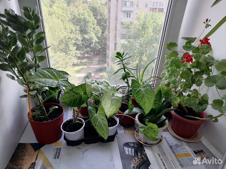 Комнатные цветь