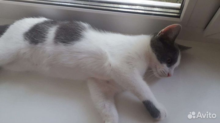 Котенок мальчик потеряшка в добрые ручки