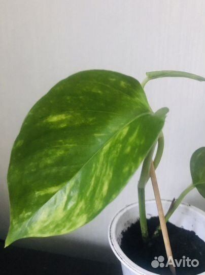 Эпипремнум aureum