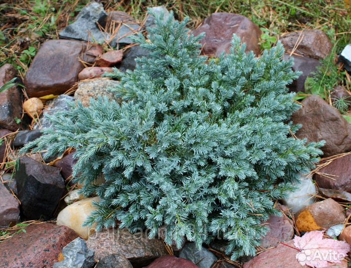 Можжевельник чешуйчатый