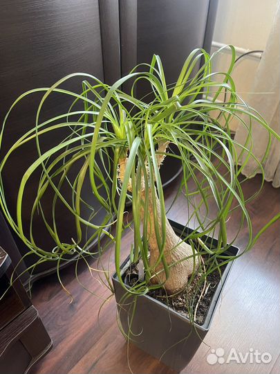 Бокарнея нолина пальма