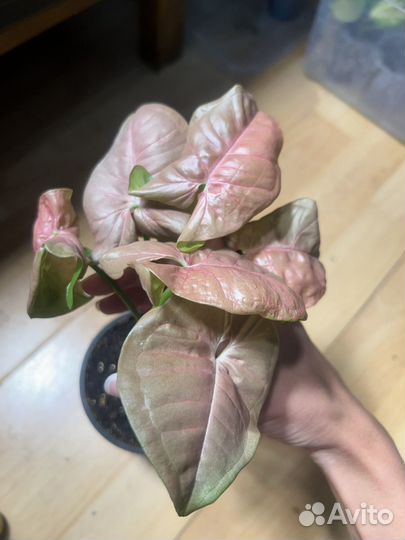 Сингониум neon робуста, орхидея ваниль