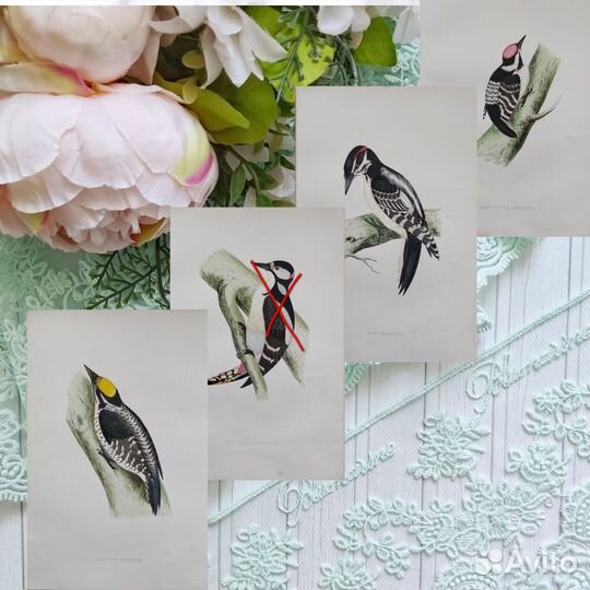 1870 Птицы Британские антикварные литографии