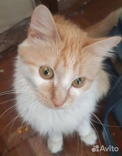 Отдам в добрые руки