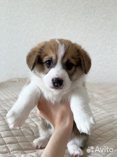 Щенки корги пемброк