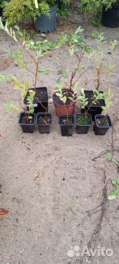 Ива хакуро нишики