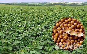 Семена сои Winona