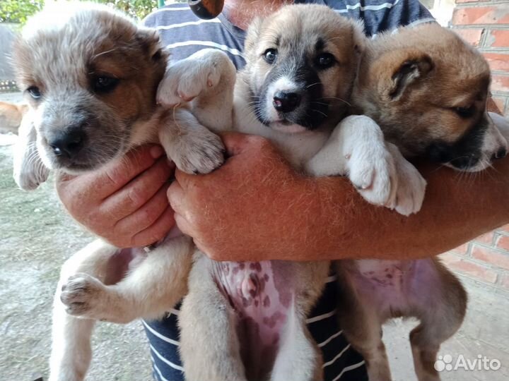 Щенки алабая