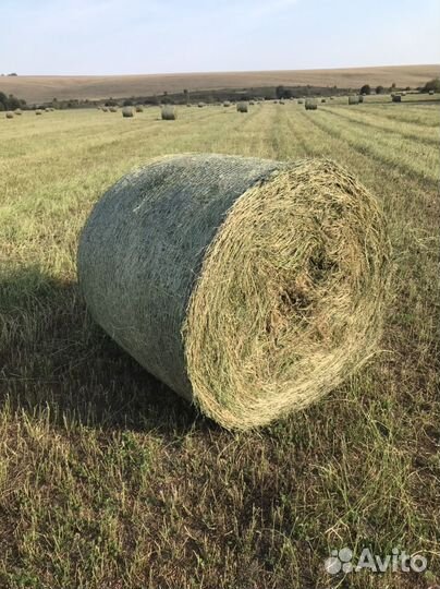 Сено сентябрь 2024