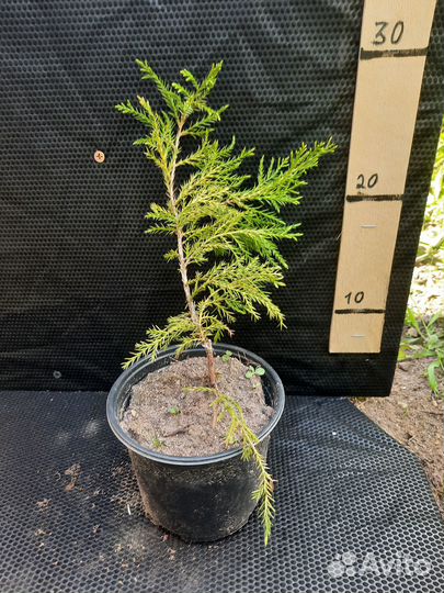 Саженцы хвойных