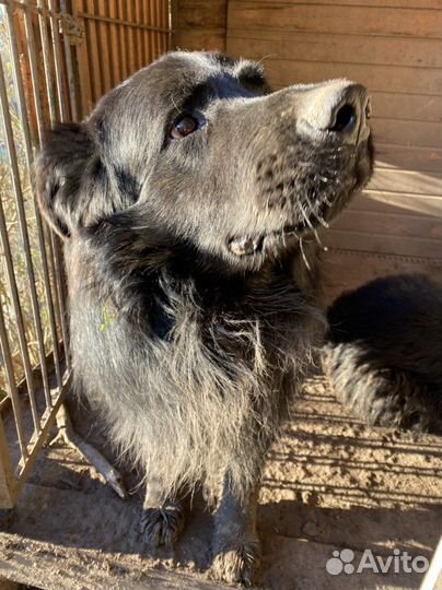 Собака немецкая овчарка