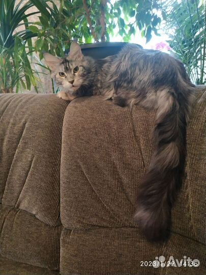 Котята мейн-кун