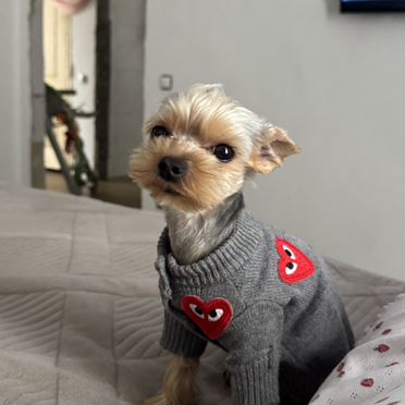 Йоркширский терьер, щенок