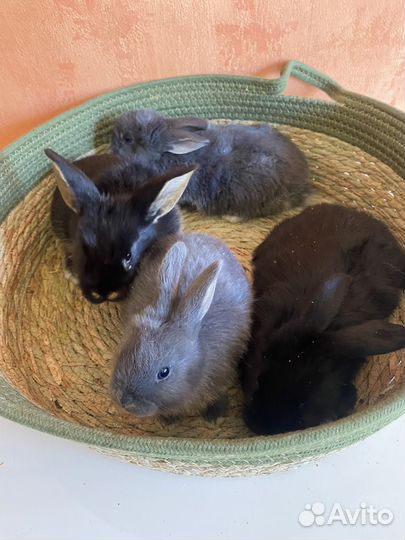 Крольчата карликовые вислоухие