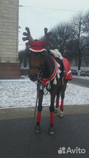 Амуниция для лошадей ручной работы