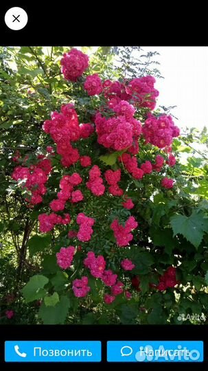 Саженцы плетистых роз