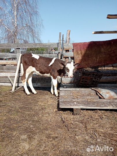 Телочка и нетель