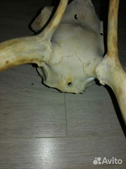 Рога оленя на черепе